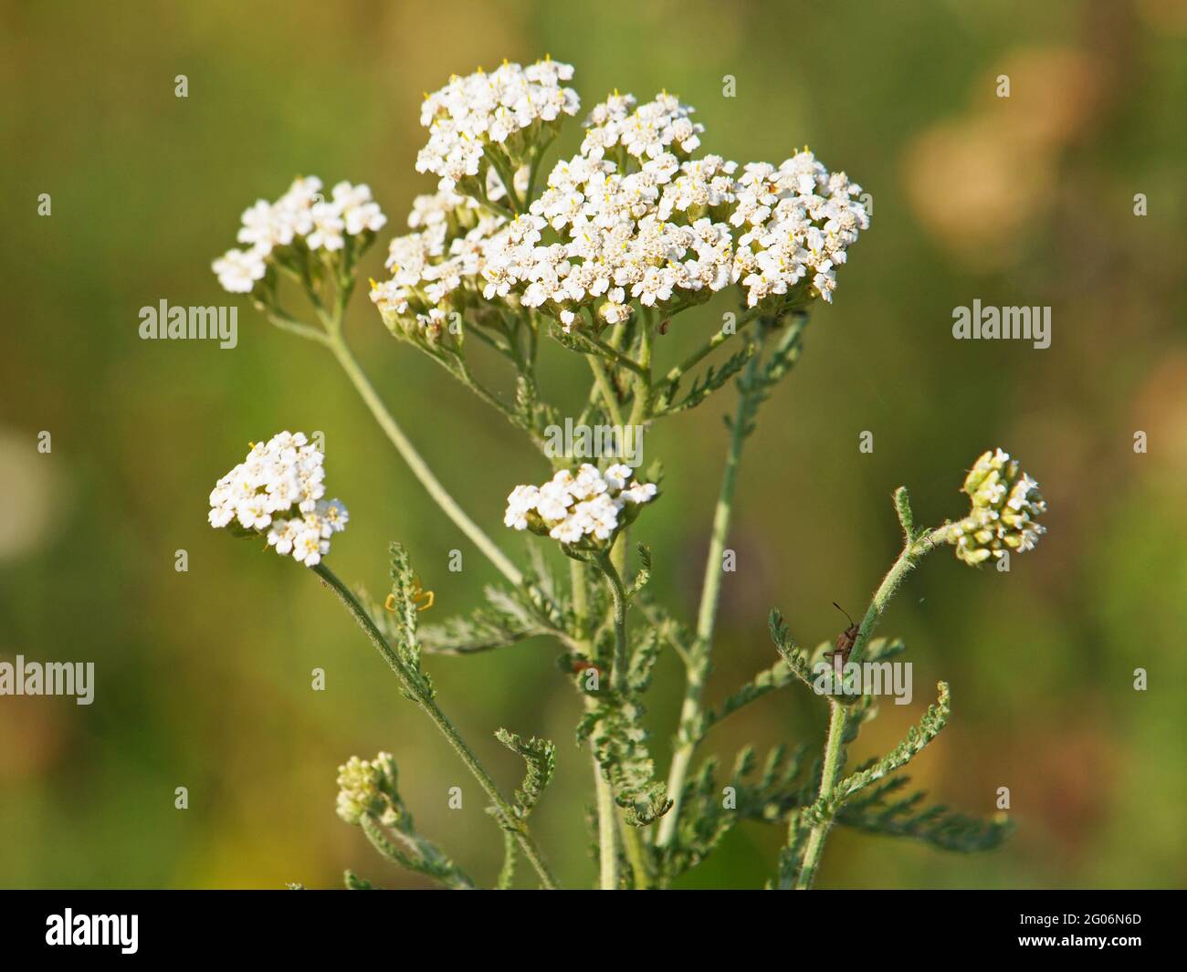 Yarrow pianta, Achillea millefolium Foto Stock