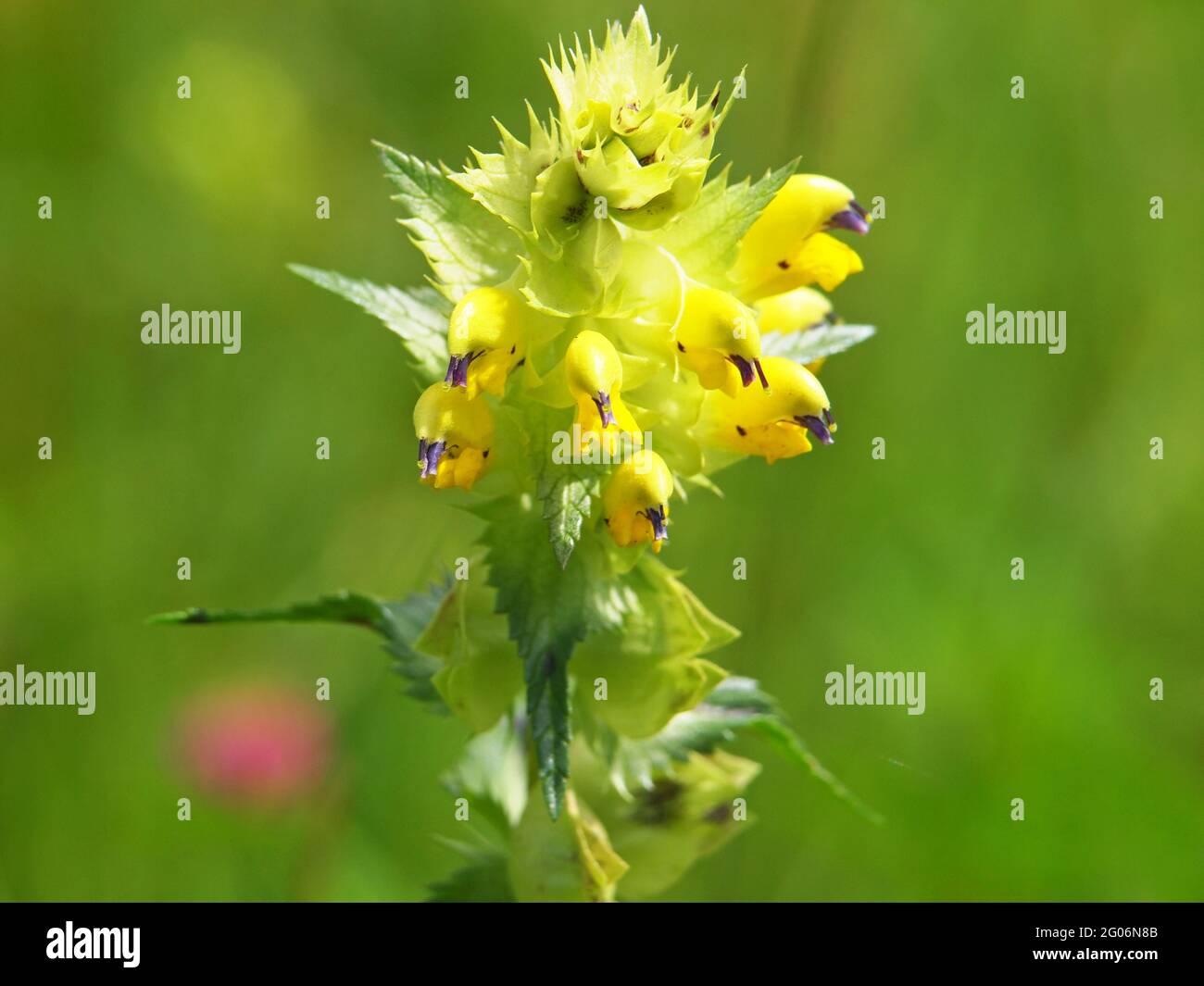 Fiore giallo di maggiore giallo-picchiettio Foto Stock