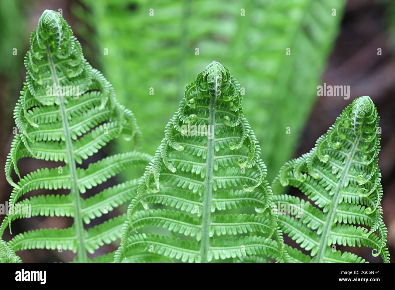 Matteuccia struthiopteris, conosciuta come ostroich feln, fiddlehead feln, o shuttleock feln, pianta selvatica dalla Finlandia Foto Stock