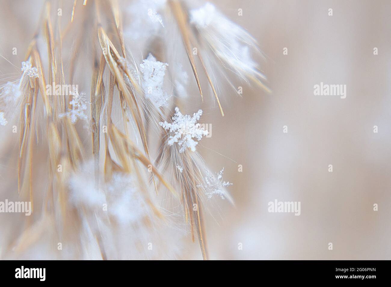 fiocco di neve fragile Foto Stock