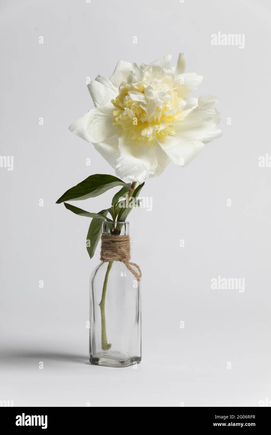 Stato diverso di un fiore. Foto Stock