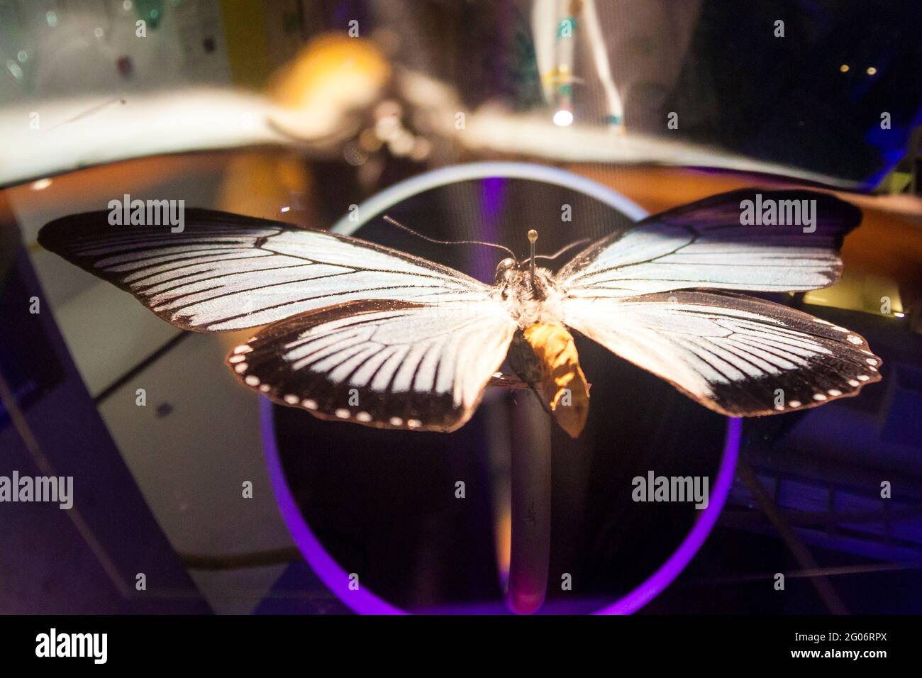 La farfalla con le ali spalmate è imperniata con il perno entomologico. Entomologia e raccolta Foto Stock