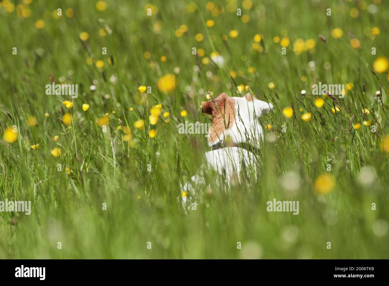 Bianco con marrone Jack Russell terrier giace su alto campo di erba verde con fiori gialli. Foto Stock