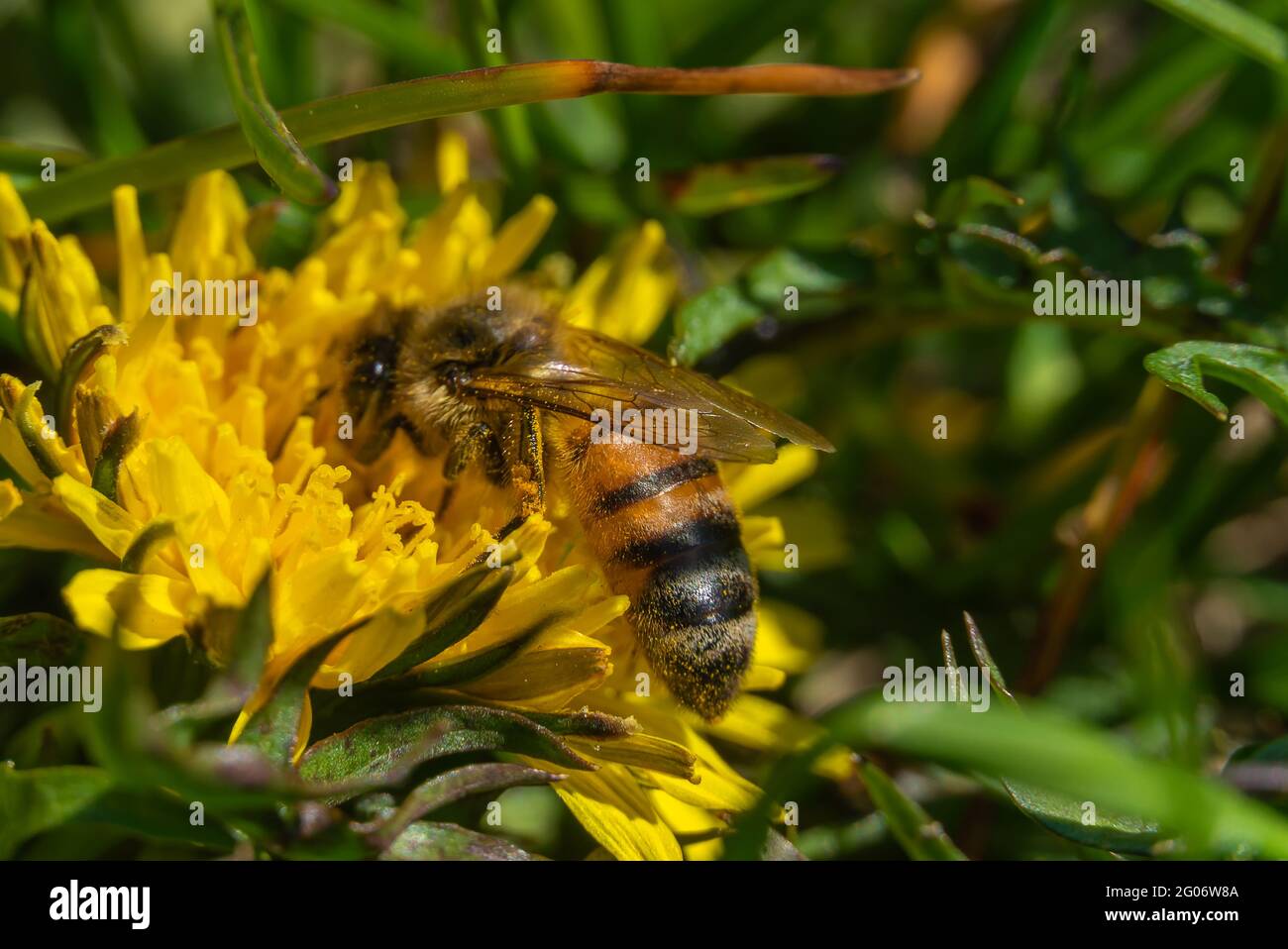 Ape in polline siede su un dente di leone Taraxacum officinale in erba. L'insetto impollina un fiore giallo. Macro fotografia di un fiore e di una vespa Foto Stock