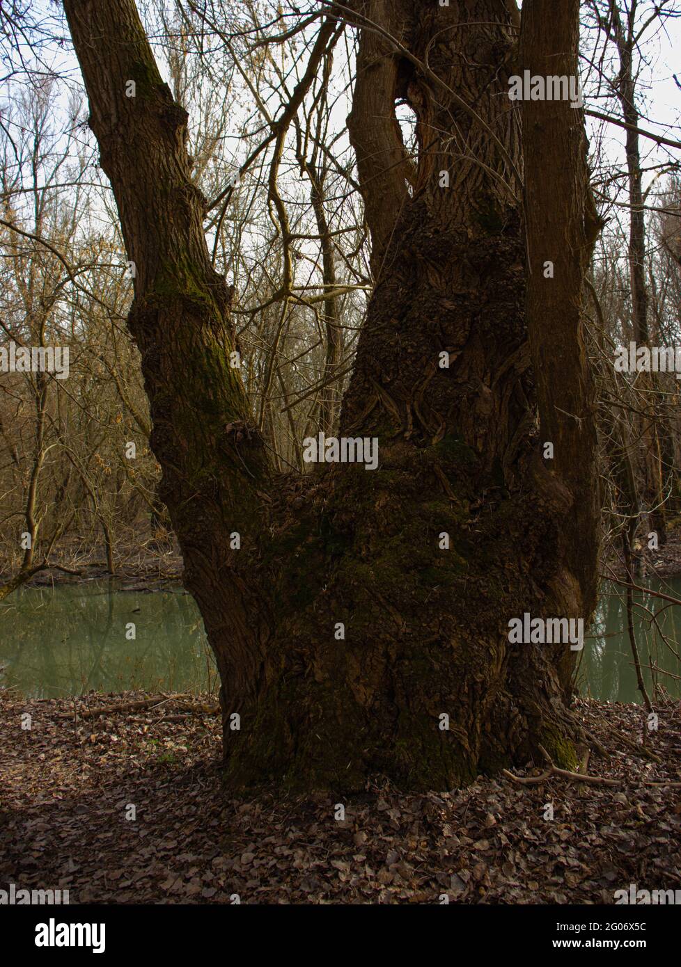 Un vecchio albero vicino al fiume Foto Stock