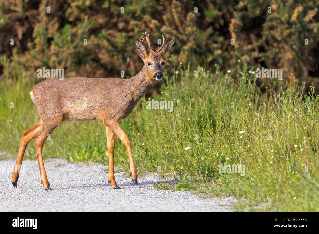 Capriolo capreolus capreolus buck maschio con velluto rimane su un corto ramo antler lunghe orecchie nero naso bianco mento patch rosso marrone cappotto bianco groppa Foto Stock