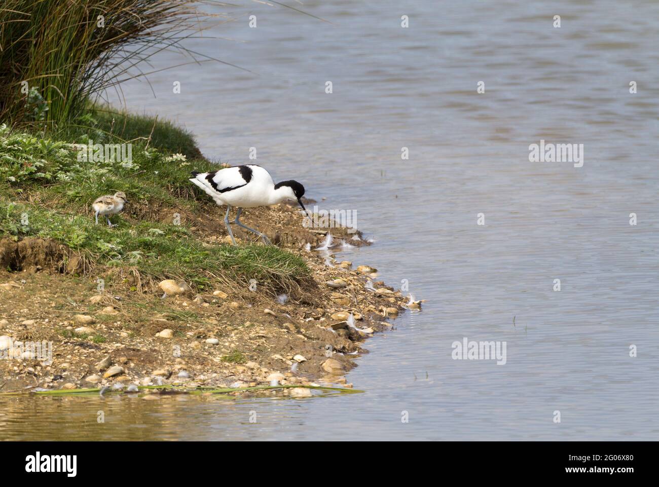 Avocet (ricorvirostra avosetta) wader bianco e nero con lungo e sottile punta a becco rovesciato nero, lunghe zampe blu grigio nero e nuca, con pulcino Foto Stock