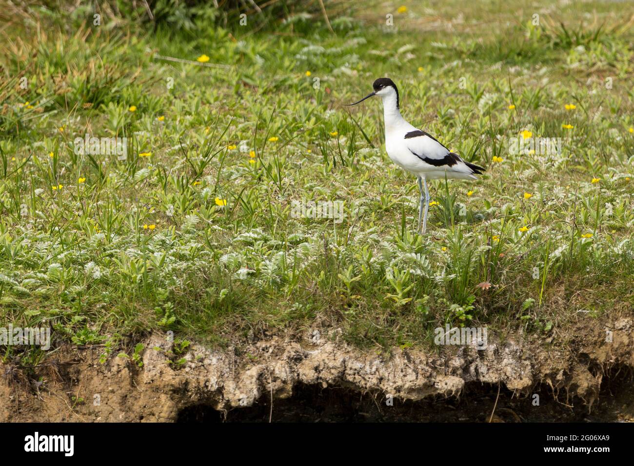 Avocet (ricorvirostra avosetta) wader bianco e nero con lungo e sottile punta a becco rovesciato nero, lunghe zampe blu grigio nero e nuca Foto Stock