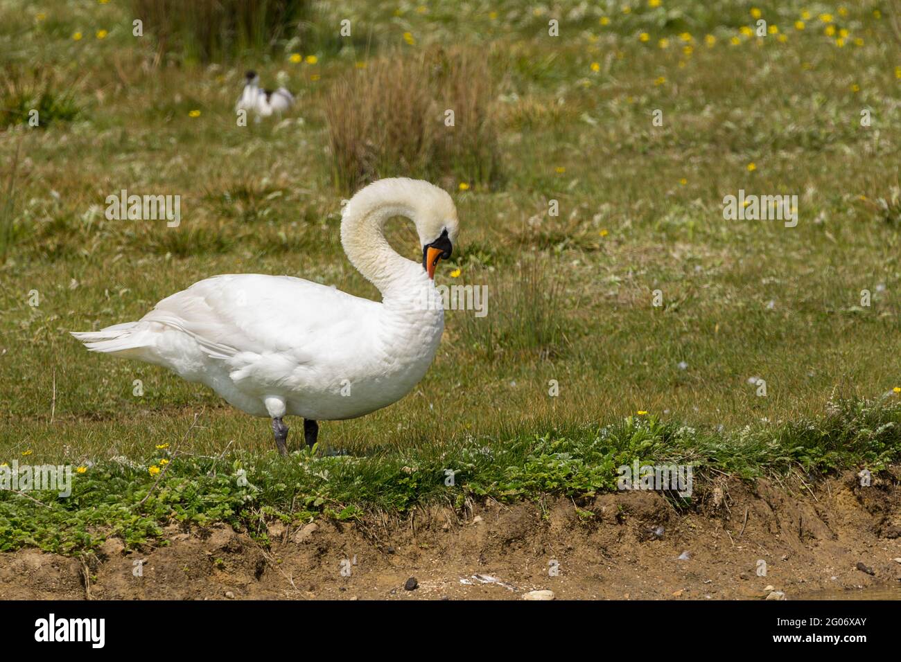 Mute Swan preening (cygnus olor) maschio grande con manopola nera alla base di arancione giallo becco nero piedi e gambe piumaggio bianco e collo lungo sul lato bankside Foto Stock