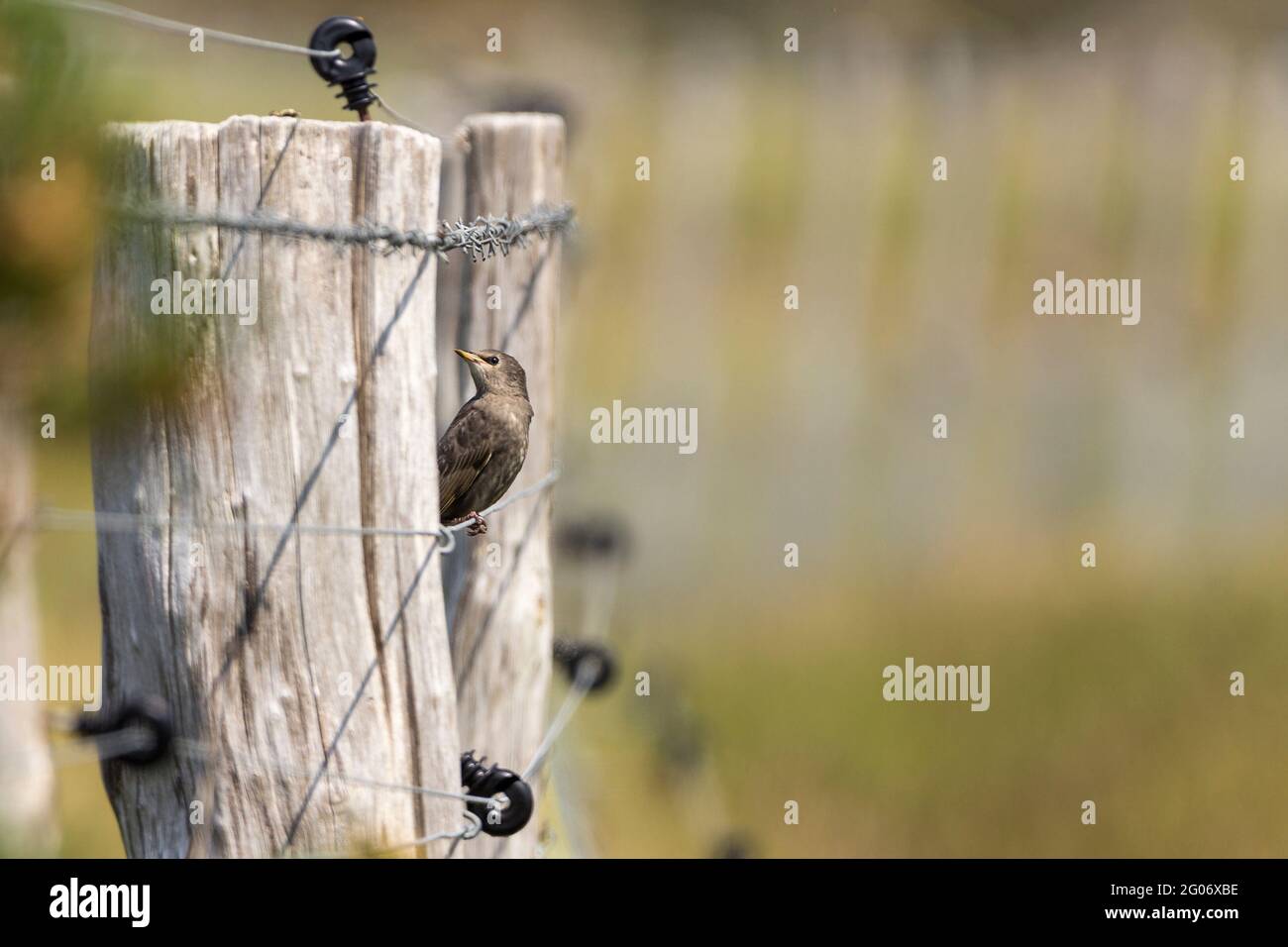 Giovane starnus vulgaris di starnus del mouse bruno piumaggio sul palo di legno del filo di recinzione in primo piano un altro palo dietro che mostra i cavi elettrici e dentellati Foto Stock