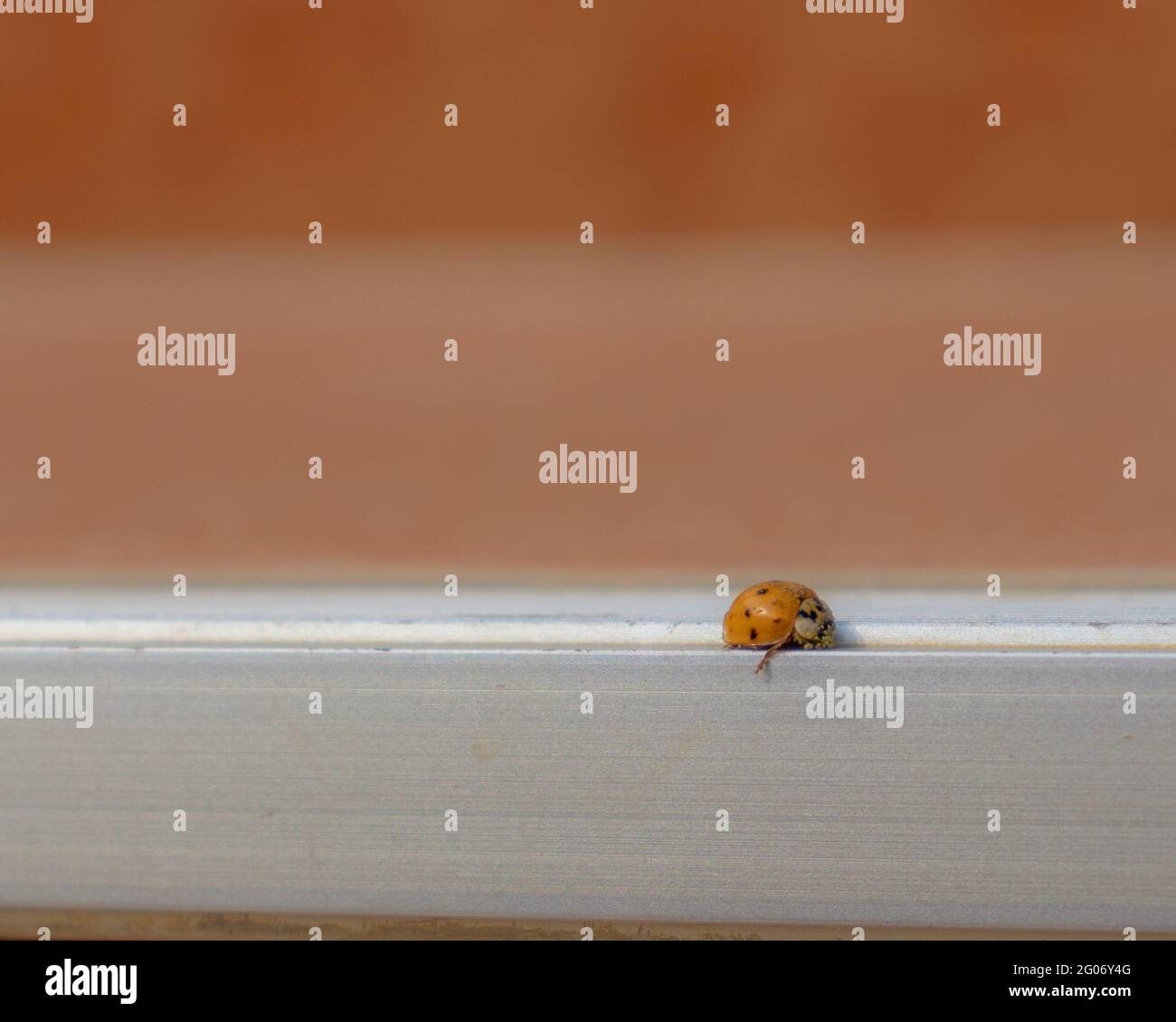 Ladybug sui bordi dei gradini Foto Stock