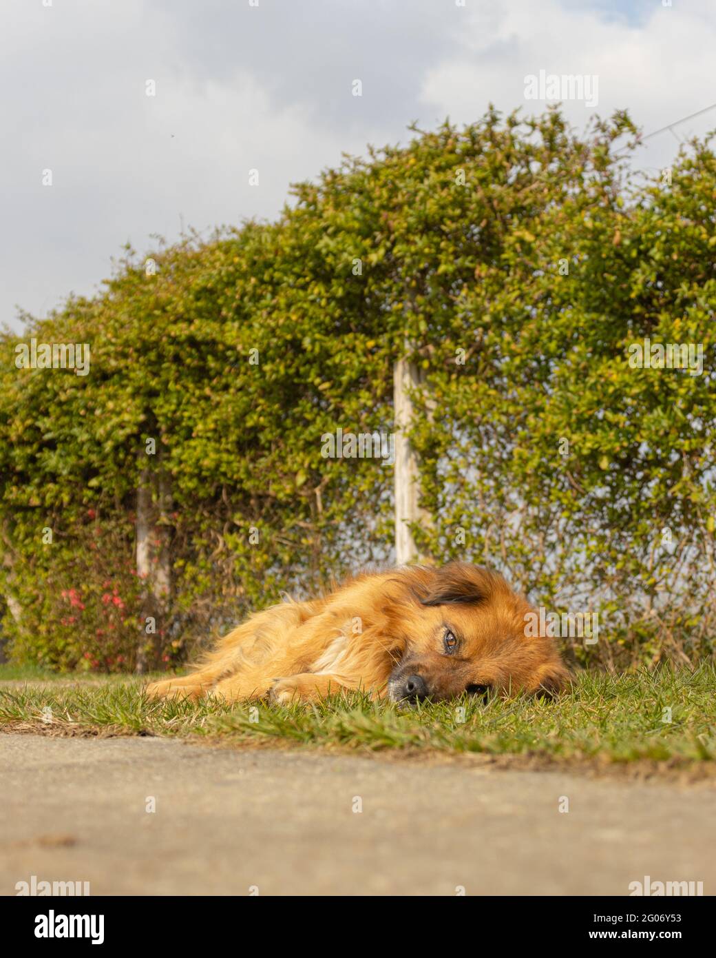 Un bel cane con pelliccia marrone Foto Stock