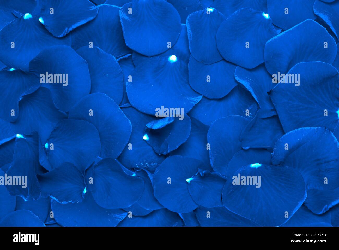 Petali di rosa blu sfondo foto Foto Stock