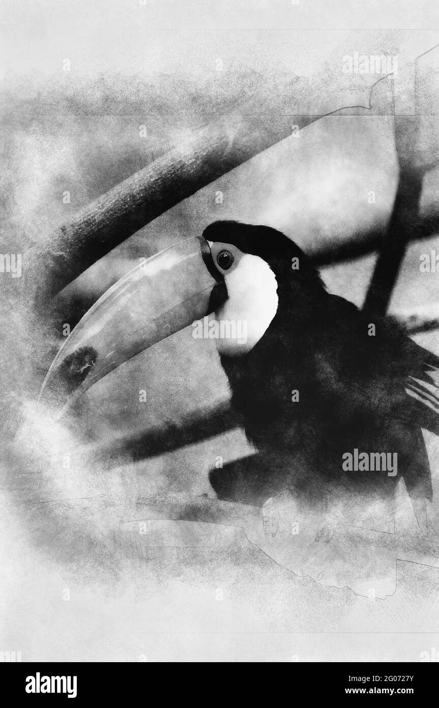 Immagine di un tucan con bei colori. Disegno in bianco e nero Foto Stock