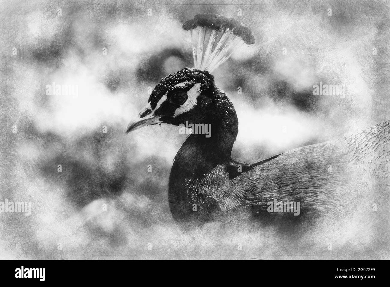 uccello, splendido pavone con disegno colorato bianco e nero delle piume Foto Stock