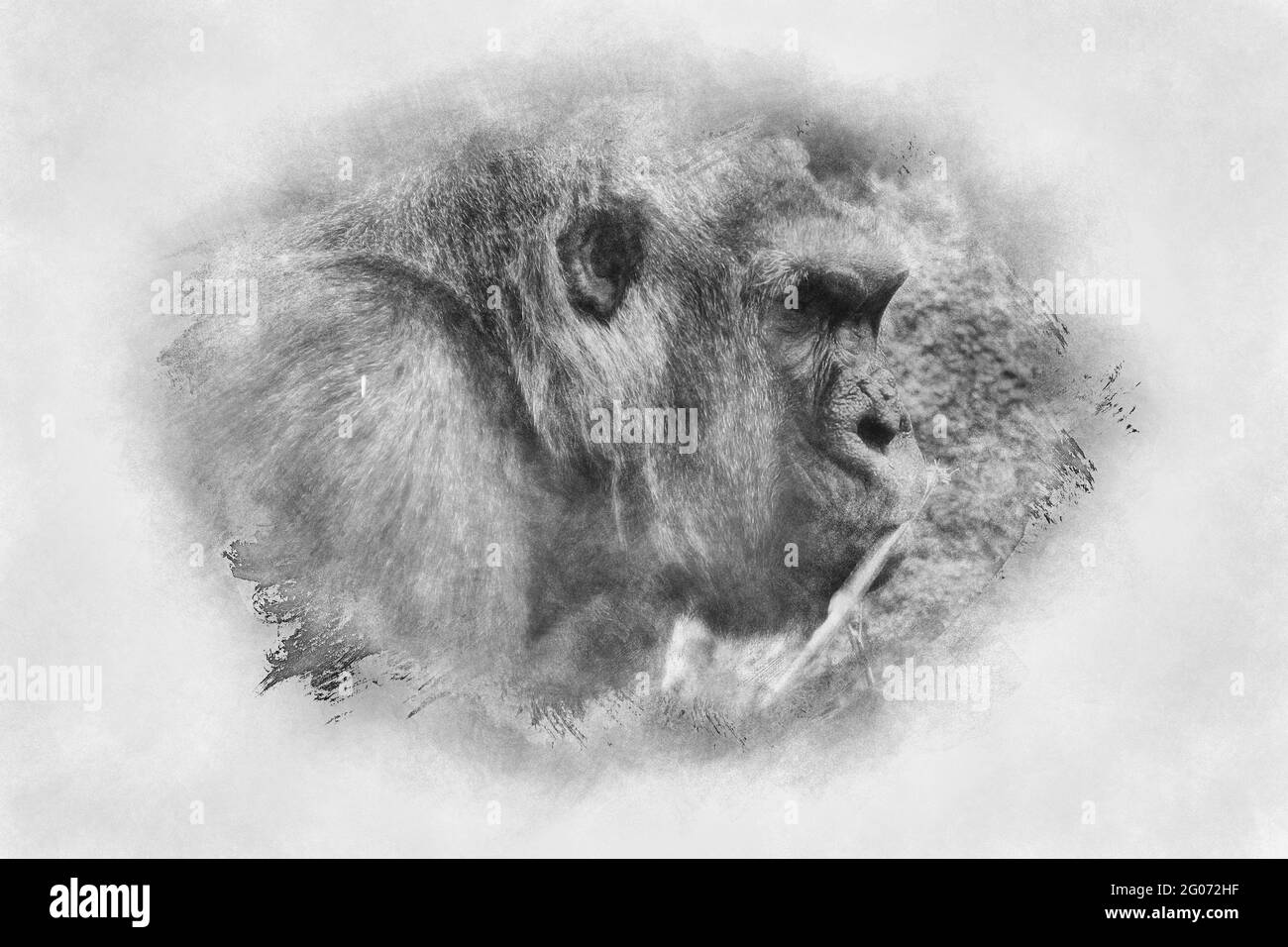 Madre, enorme e potente gorilla, ambiente naturale, enorme gorilla mangiare piante tranquillamente bianco e nero disegno Foto Stock
