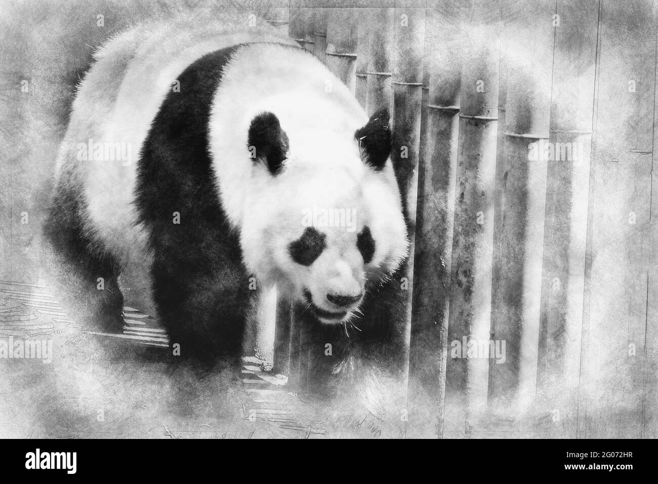 Bell'orso da panda riproduttore che gioca in un disegno di albero bianco e nero Foto Stock