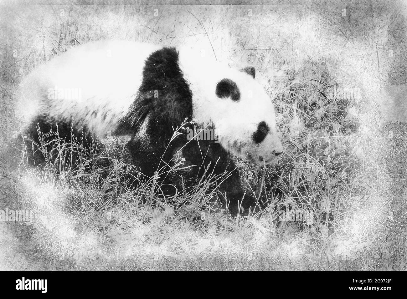 Bell'orso da panda riproduttore che gioca in un disegno di albero bianco e nero Foto Stock