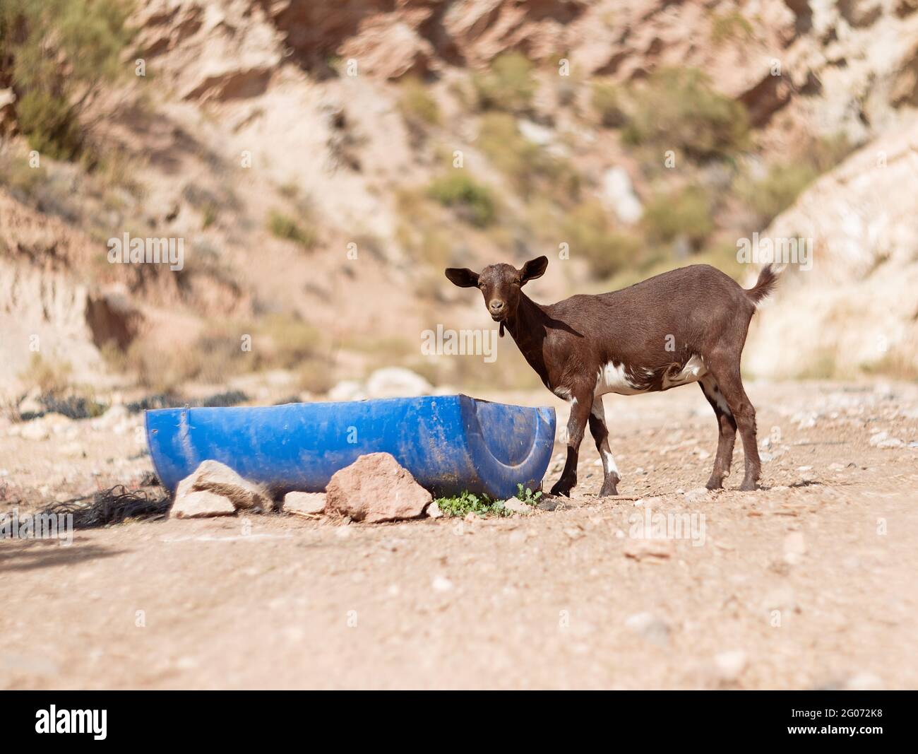 la giovane capra beve acqua su un fondo di natura Foto Stock