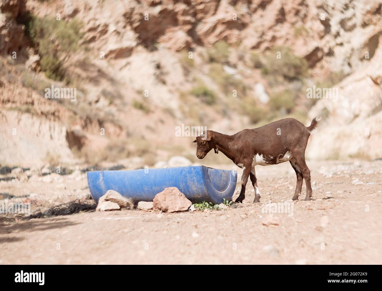 la giovane capra beve acqua su un fondo di natura Foto Stock