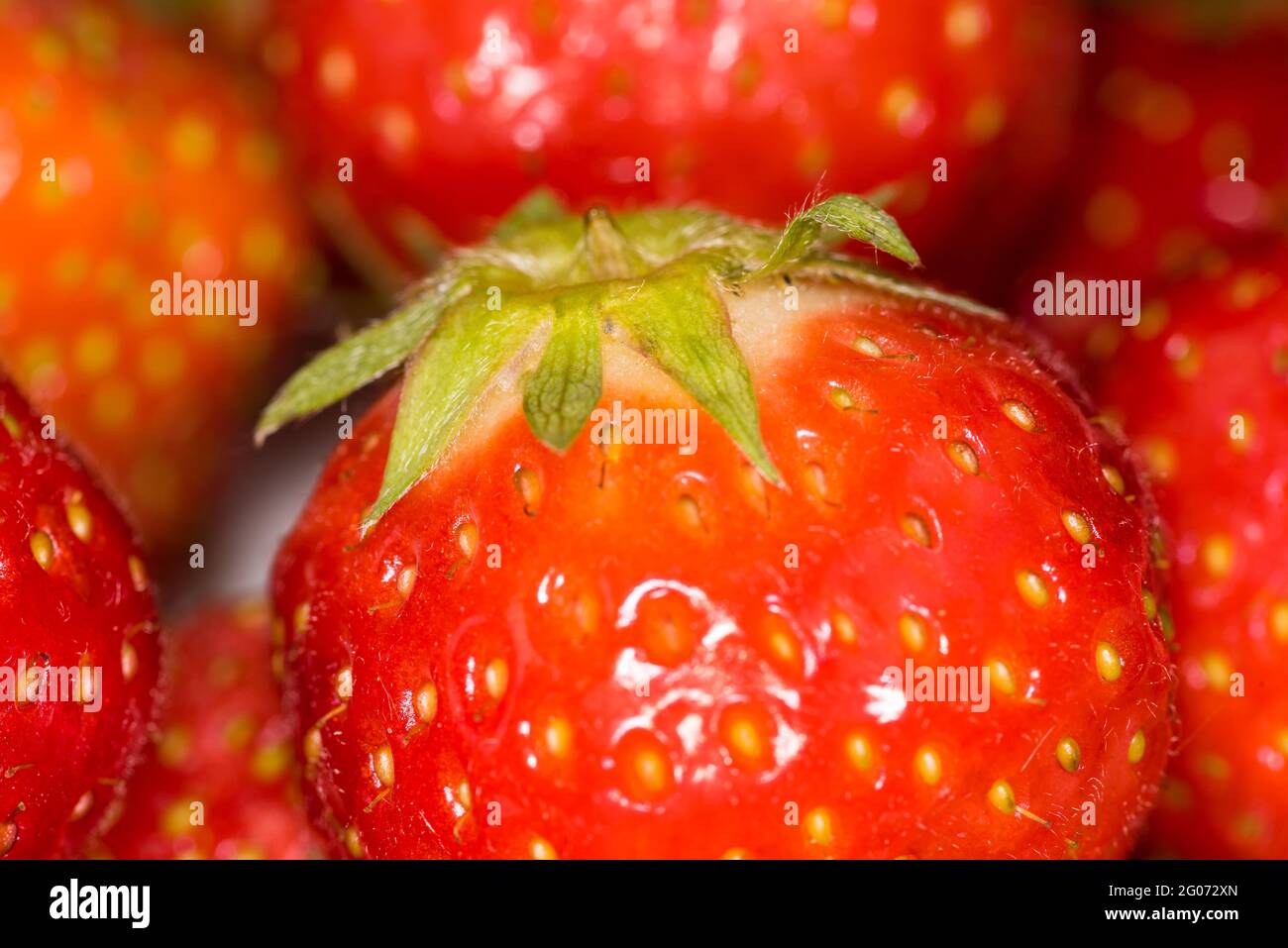 Grootebroek, Paesi Bassi, maggio 2021. Primo piano di fragole rosse.. Foto di alta qualità. Primo piano. Macro Foto Stock