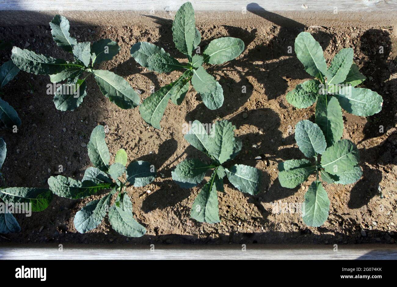Piante di Kale in un letto di giardino. Foto Stock