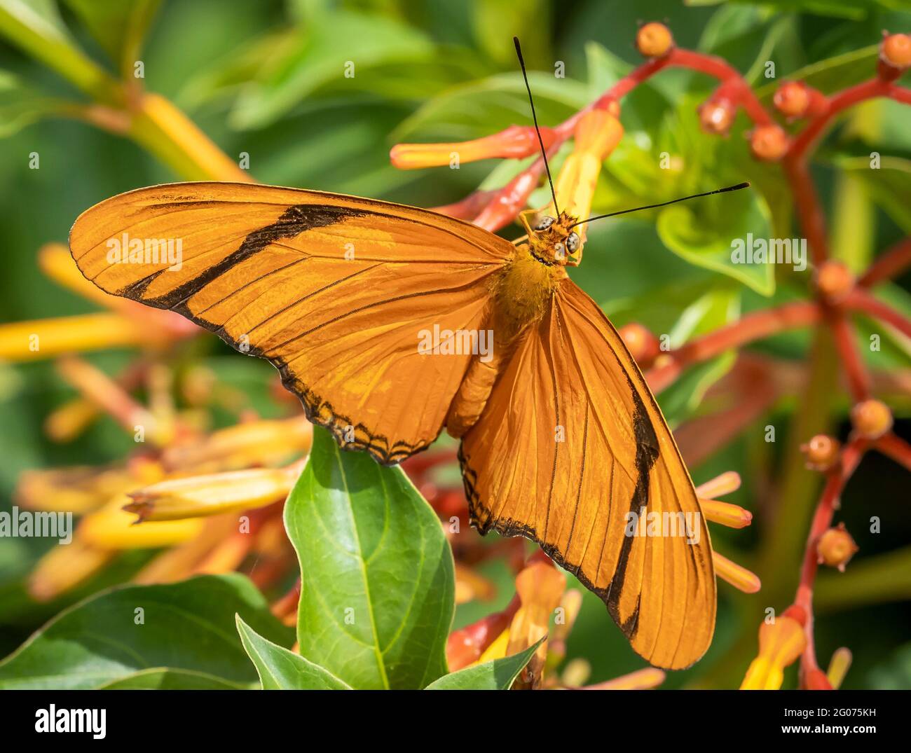 Julia (Dryas iulia) farfalla arancione e nera su fiori d'arancio Foto Stock
