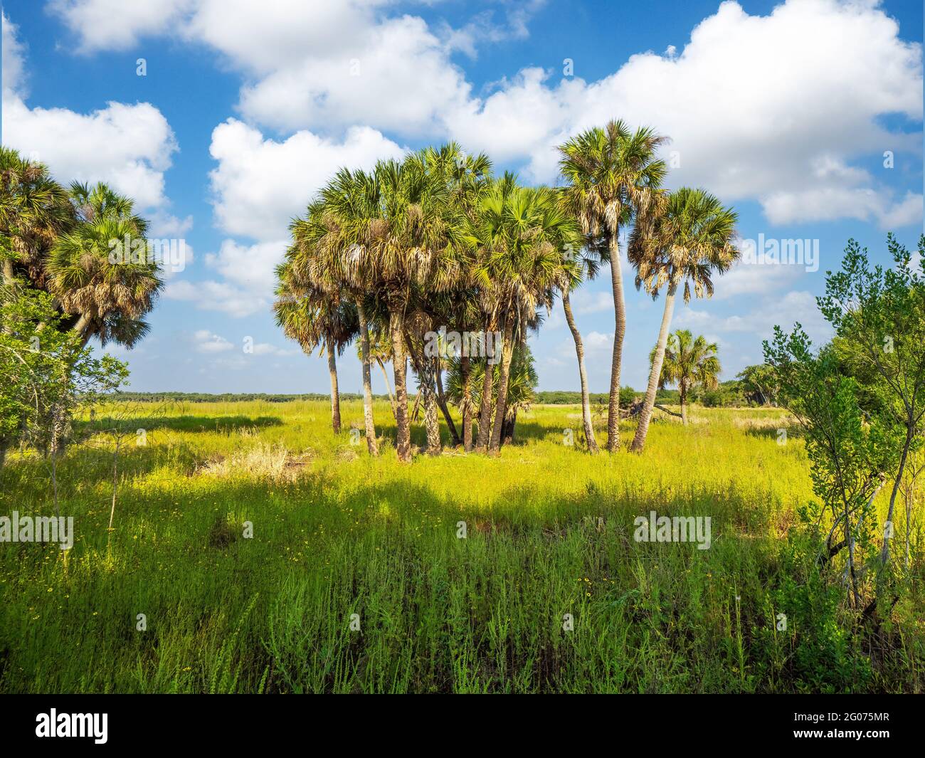 Giornata estiva di Suinny sul fiume Myakka nel Myakka River state Park a Sarasota, Florida USA Foto Stock