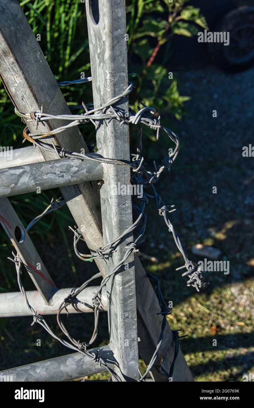 Filo spinato avvolto intorno ad un cancello di acciaio galvanizzato. Foto Stock