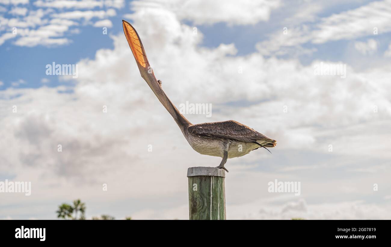 Un Pelican marrone inizia a gridare mentre si siede in cima di un palo di legno Foto Stock