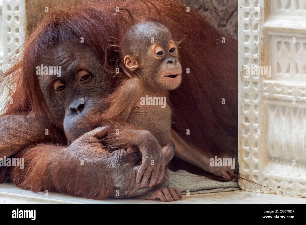 Sumatran orangutan / orang-utan (Pongo abelii) femmina che tiene sei mesi bambino in zoo, nativo dell'isola indonesiana di Sumatra Foto Stock