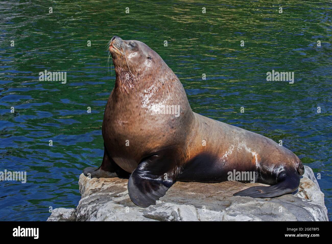 Leoni marini di Steller / leoni marini del nord / leoni marini di Steller (Eumetopias jubatus) maschio / bull crogiolarsi sulla roccia, originaria del Pacifico settentrionale Foto Stock