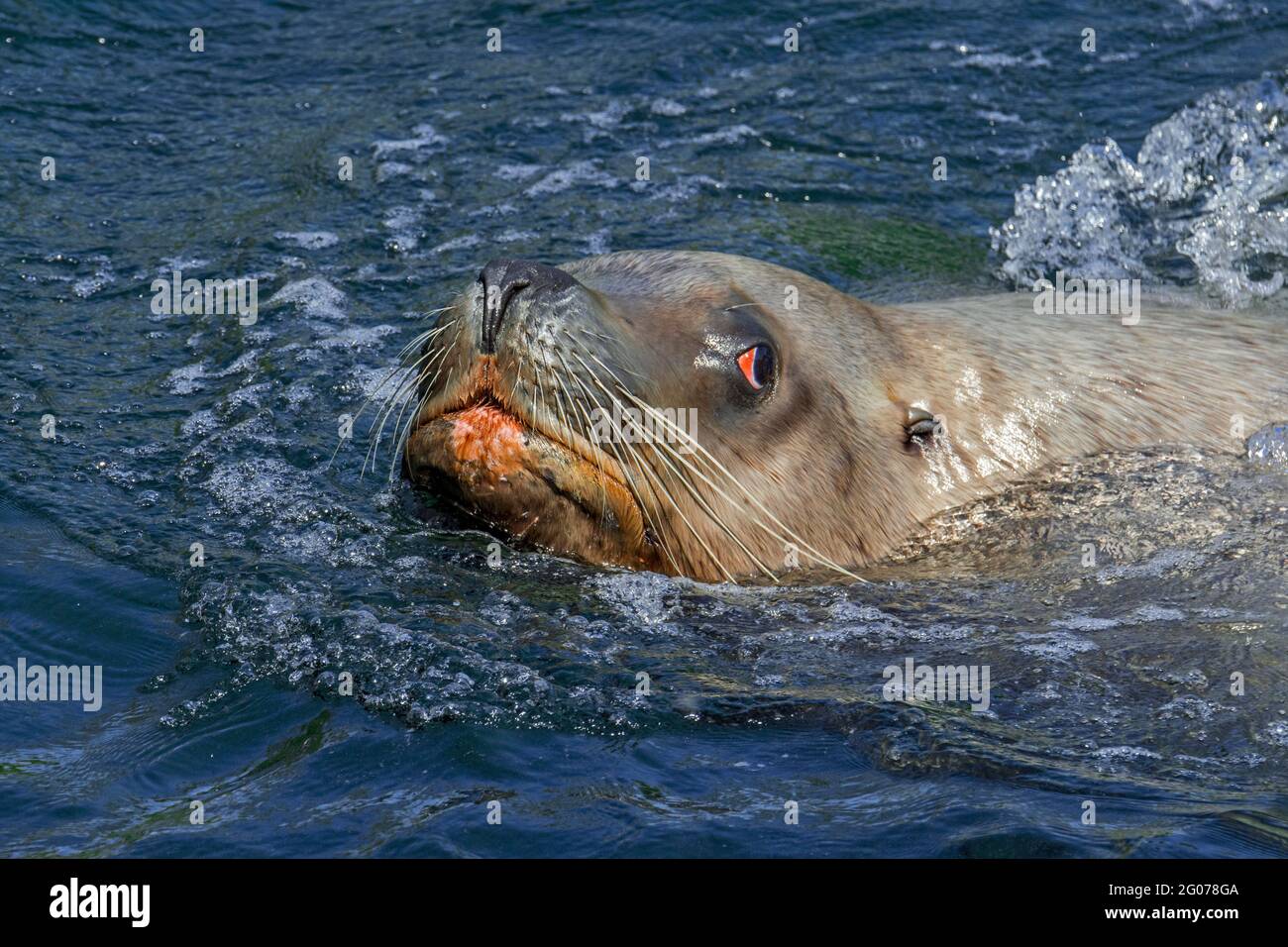 Leoni marini di Steller / leoni marini del nord / leoni marini di Steller (Eumetopias jubatus) maschio / bull nuoto, nativo del Pacifico settentrionale Foto Stock