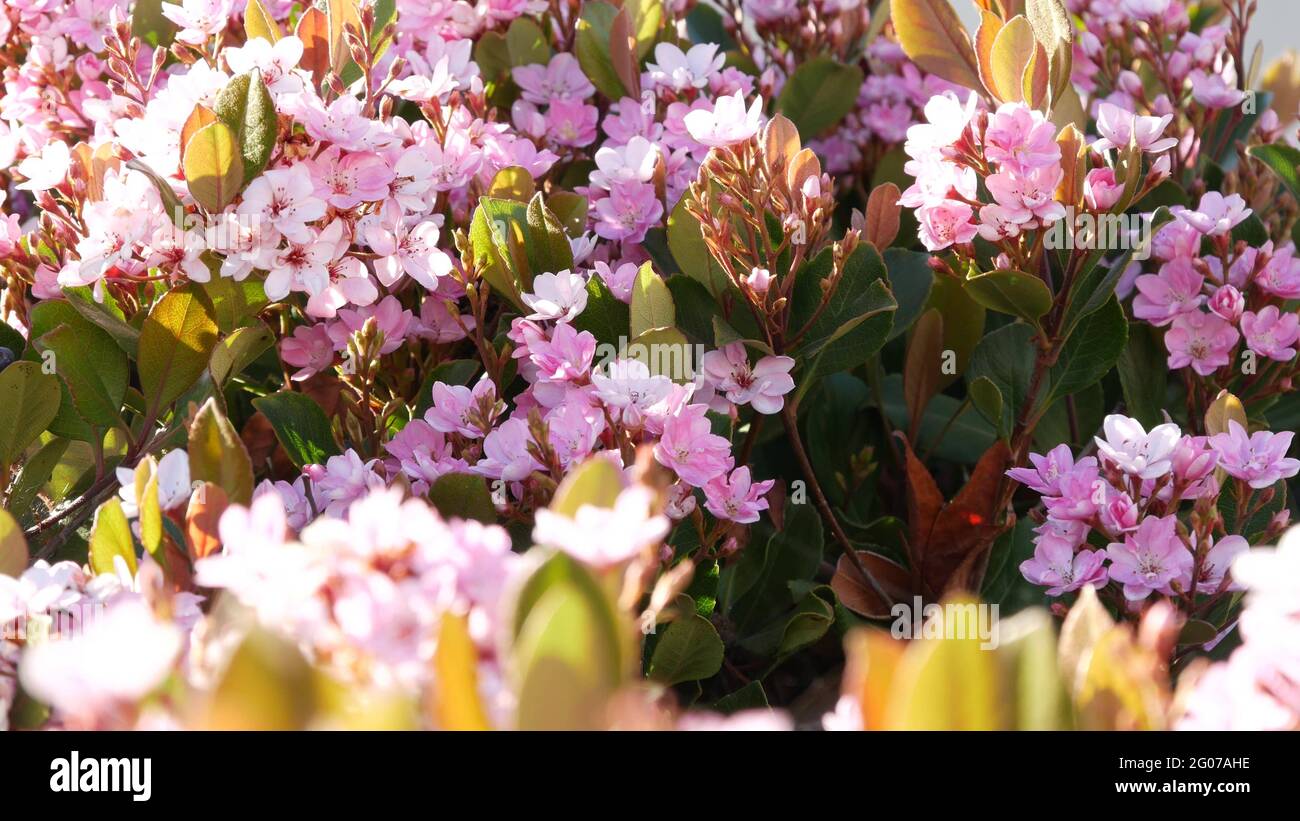 Fiore rosa biancospino indiano, California USA. Rhophiolepis primavera fresco fiore, romantica atmosfera botanica, delicato fiore naturale. Molle morbide Foto Stock