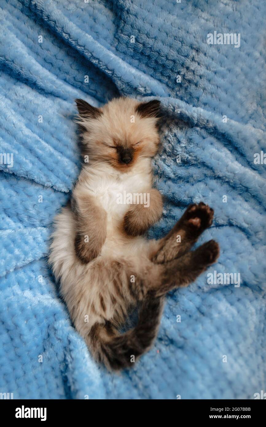 Un gattino angora birmano che dorme su una coperta di cotone blu con le zampe posteriori in alto. Foto verticale Foto Stock