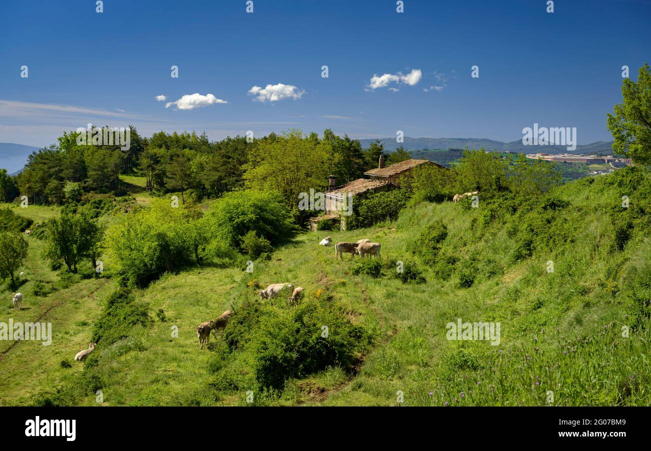 Prati verdi e mucche in primavera vicino a Santa Llúcia de Sobremunt, a Lluçanès (Osona, Barcellona, Catalogna, Spagna) Foto Stock