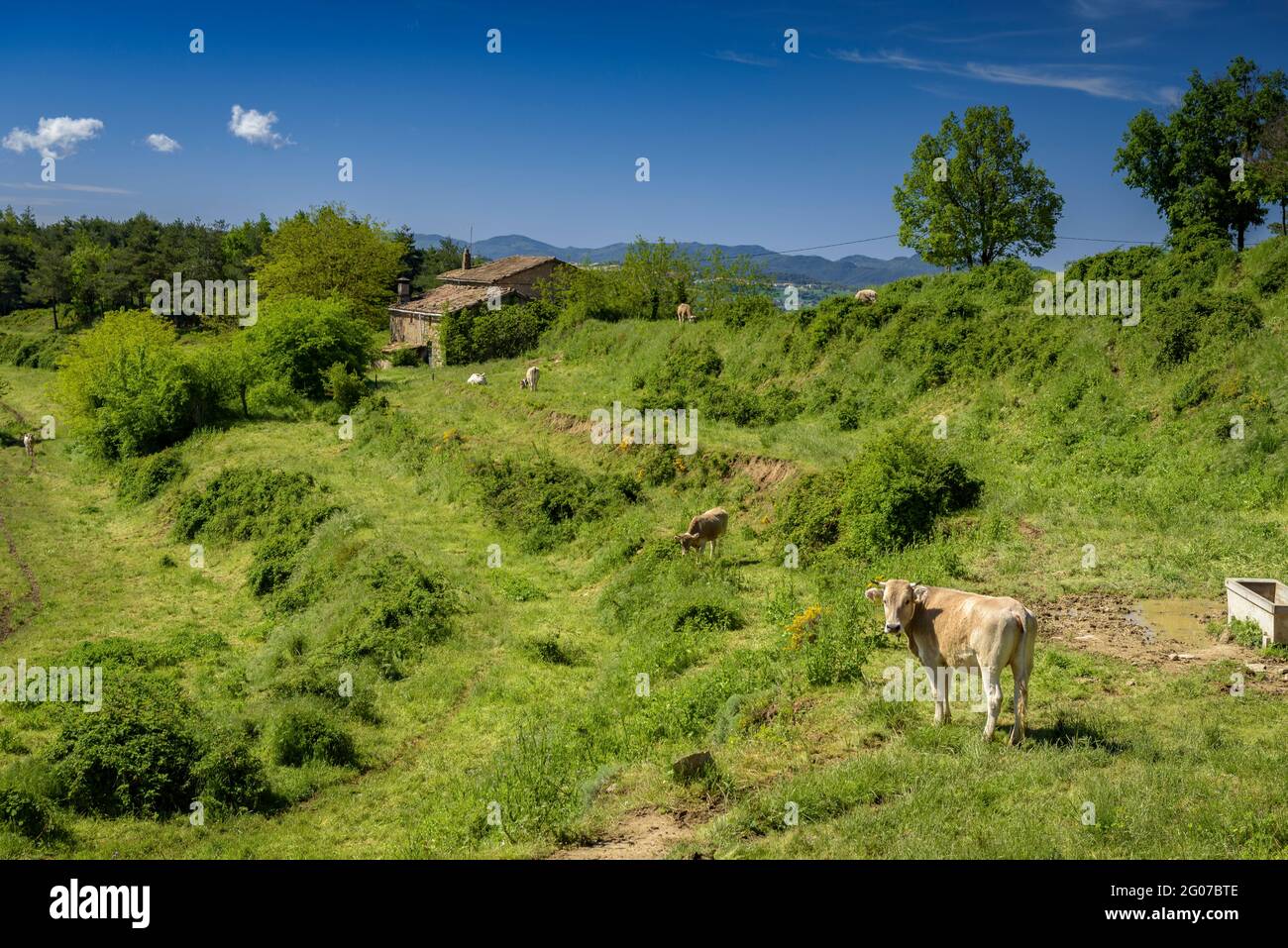 Prati verdi e mucche in primavera vicino a Santa Llúcia de Sobremunt, a Lluçanès (Osona, Barcellona, Catalogna, Spagna) Foto Stock