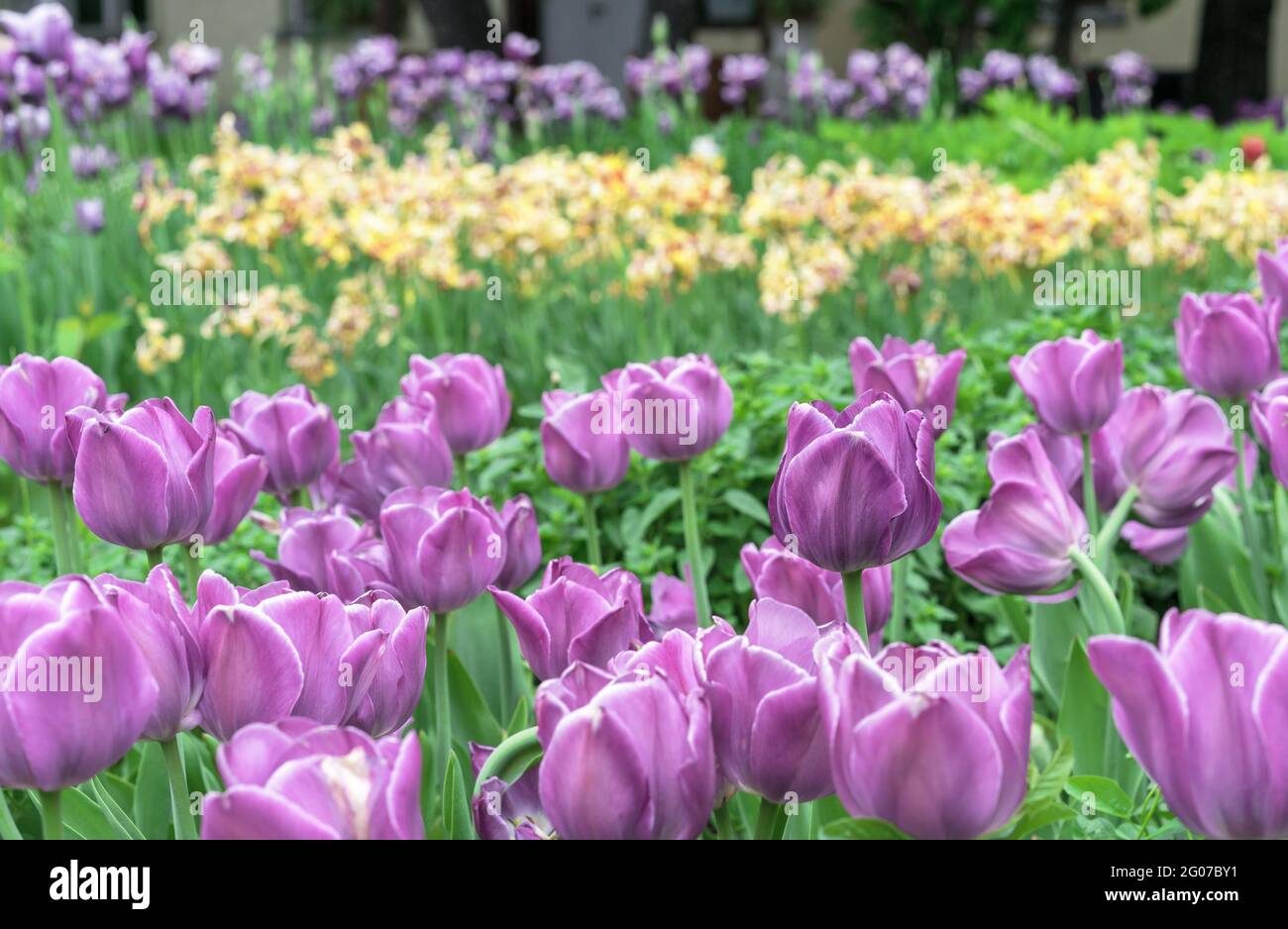 Letto di fiori con tulipani viola in un giardino di primavera. Foto Stock