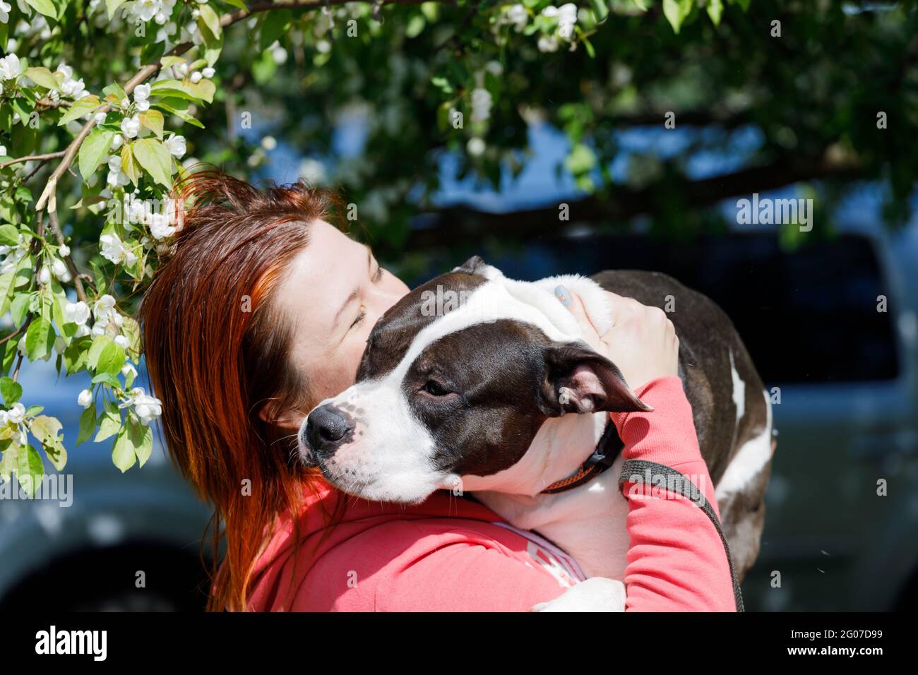 Russia. Vyborg. 05.20.2021 ragazza con il cane tra le braccia. Razza americana Staffordshire Terrier. Foto di alta qualità Foto Stock