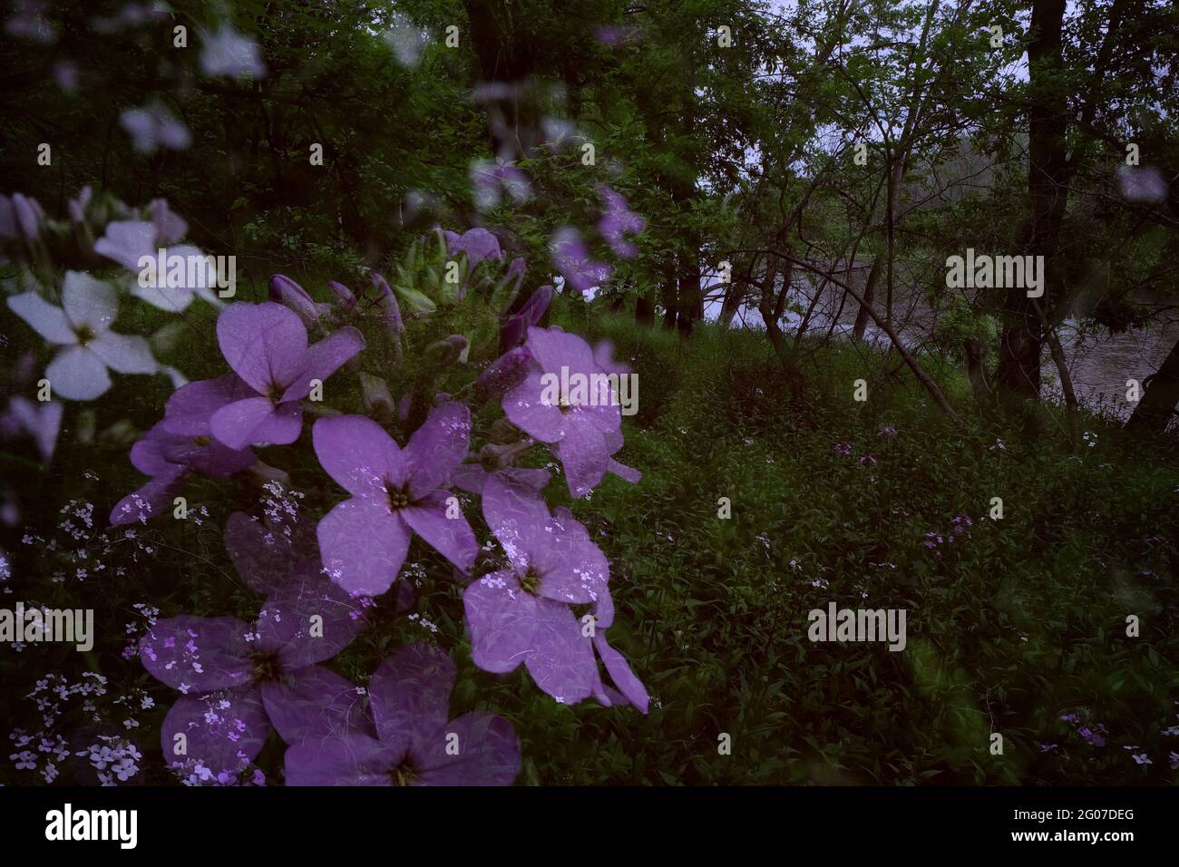 Fiori primaverili lungo il fiume Minnesota Foto Stock