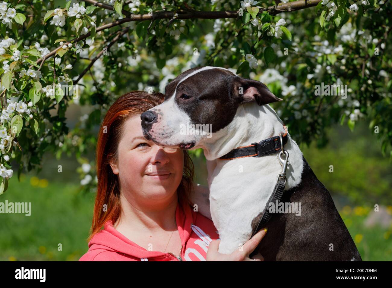 Russia. Vyborg. 05.20.2021 ragazza con il cane tra le braccia. Razza americana Staffordshire Terrier. Foto di alta qualità Foto Stock