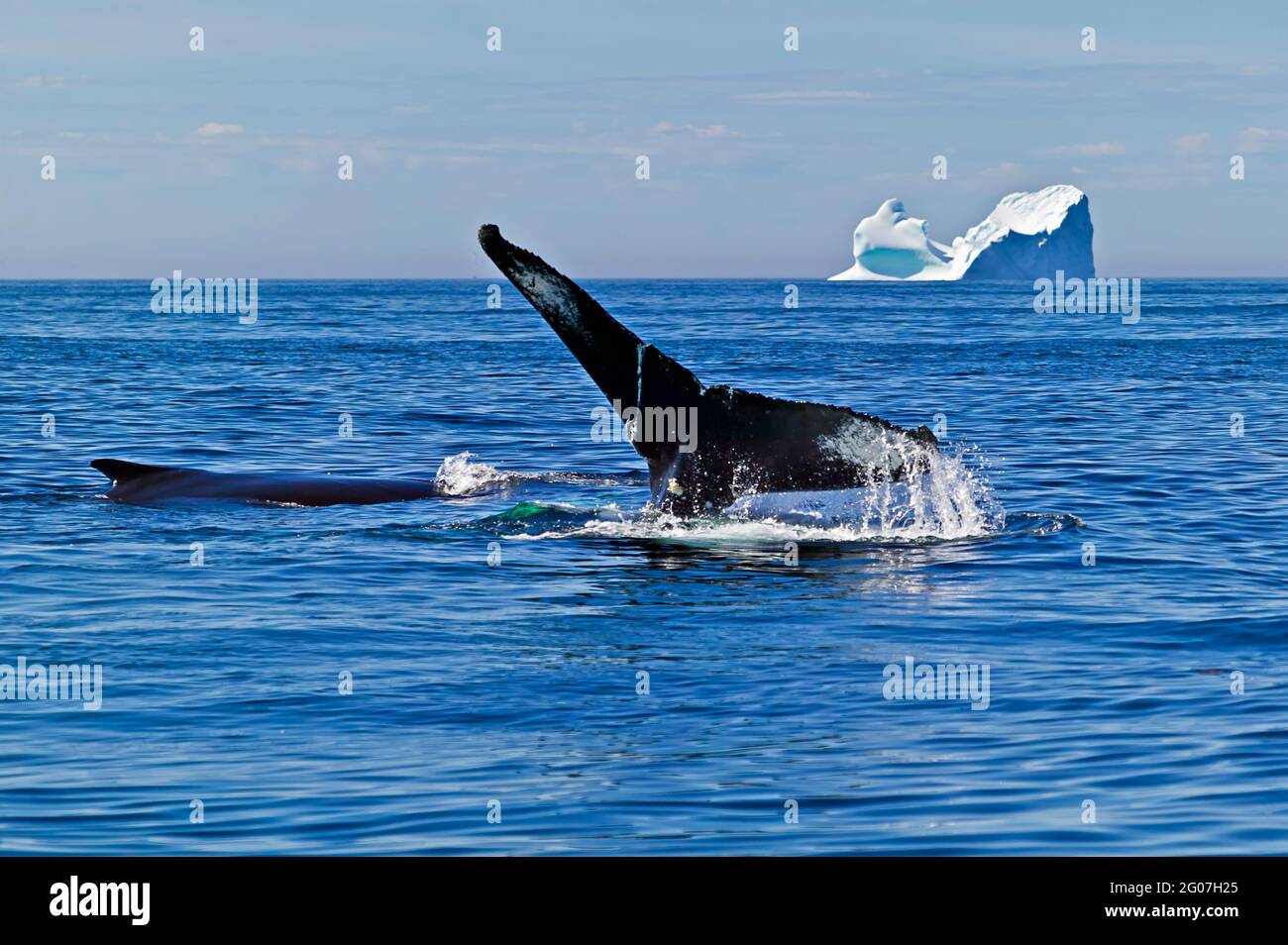 Humpback Whale, Megaptera novaeangliae, iceberg, Canada, Terranova, penisola settentrionale, Foto Stock