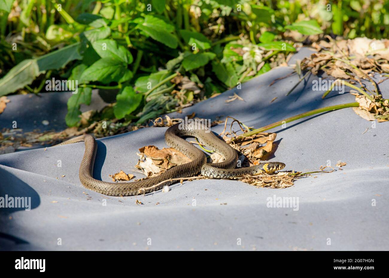 Il serpente d'erba (Natrix natrix), a volte chiamato il serpente ad anello o il serpente d'acqua, è un serpente non venomous che si riscalda in giardino domestico. Foto Stock