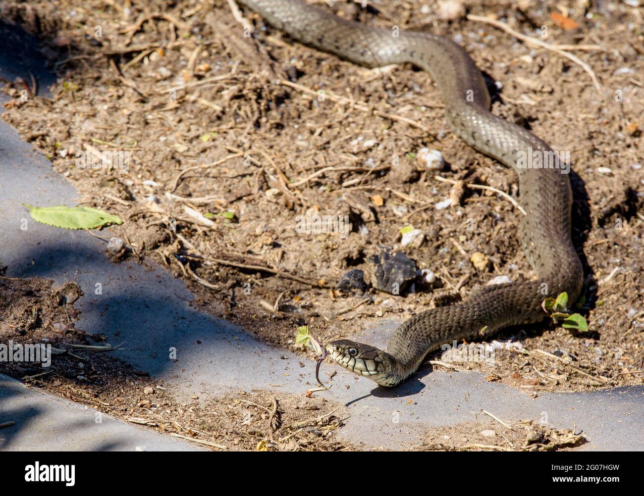Il serpente d'erba (Natrix natrix), a volte chiamato il serpente ad anello o il serpente d'acqua, è un serpente non venomous che si riscalda in giardino domestico. Foto Stock