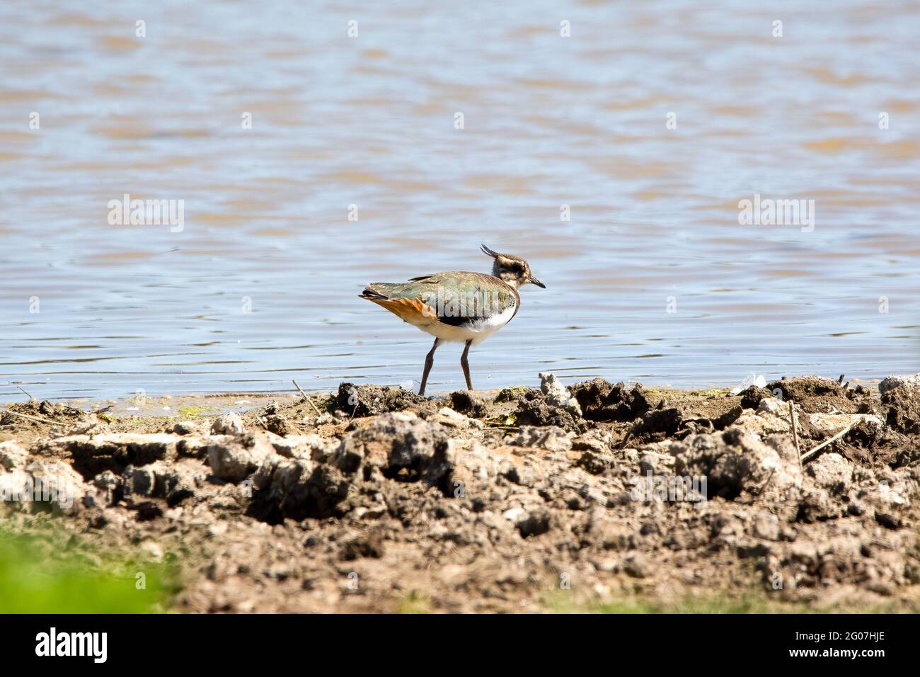 Un uccello lapwing sulla riva di un lago Foto Stock