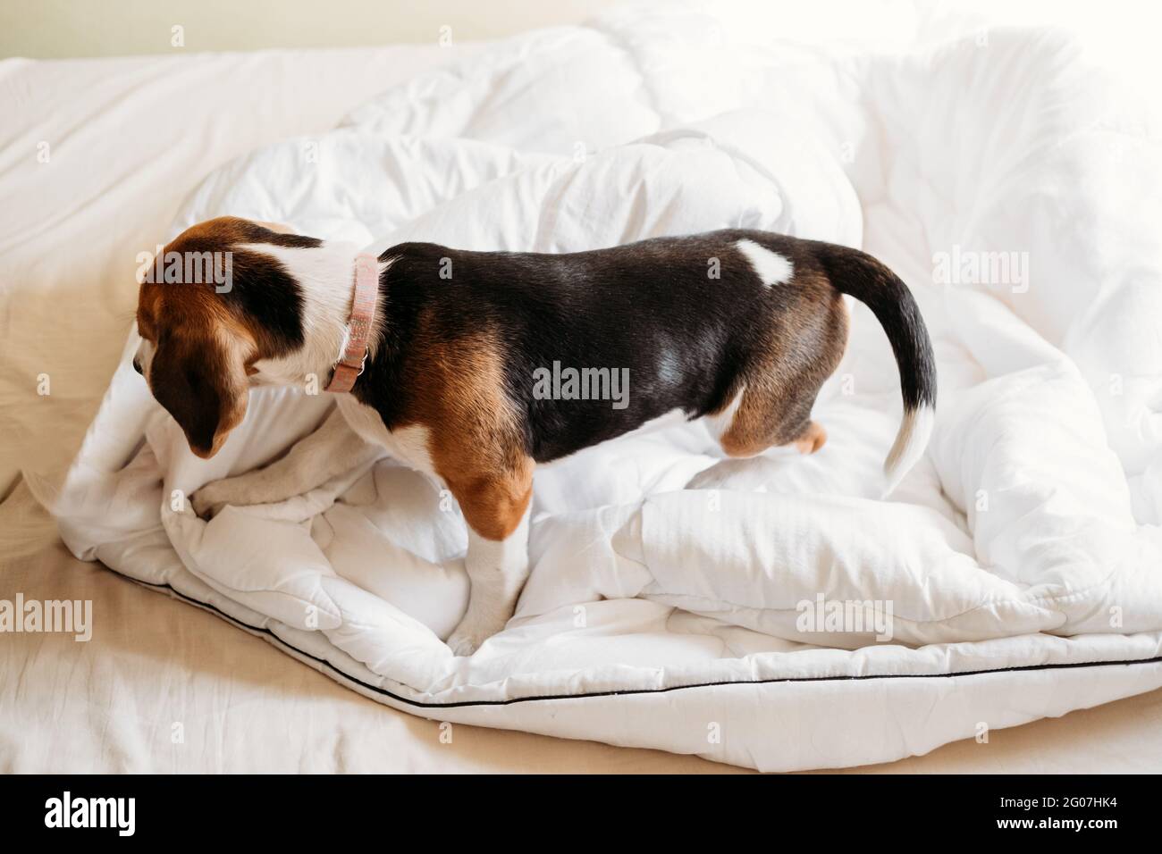 Beagles cucciolo sonno nel letto bianco dei proprietari. Carino cucciolo di Beagle piccolo che si posa a letto in coperta. Letti per cani per le aquile Foto Stock