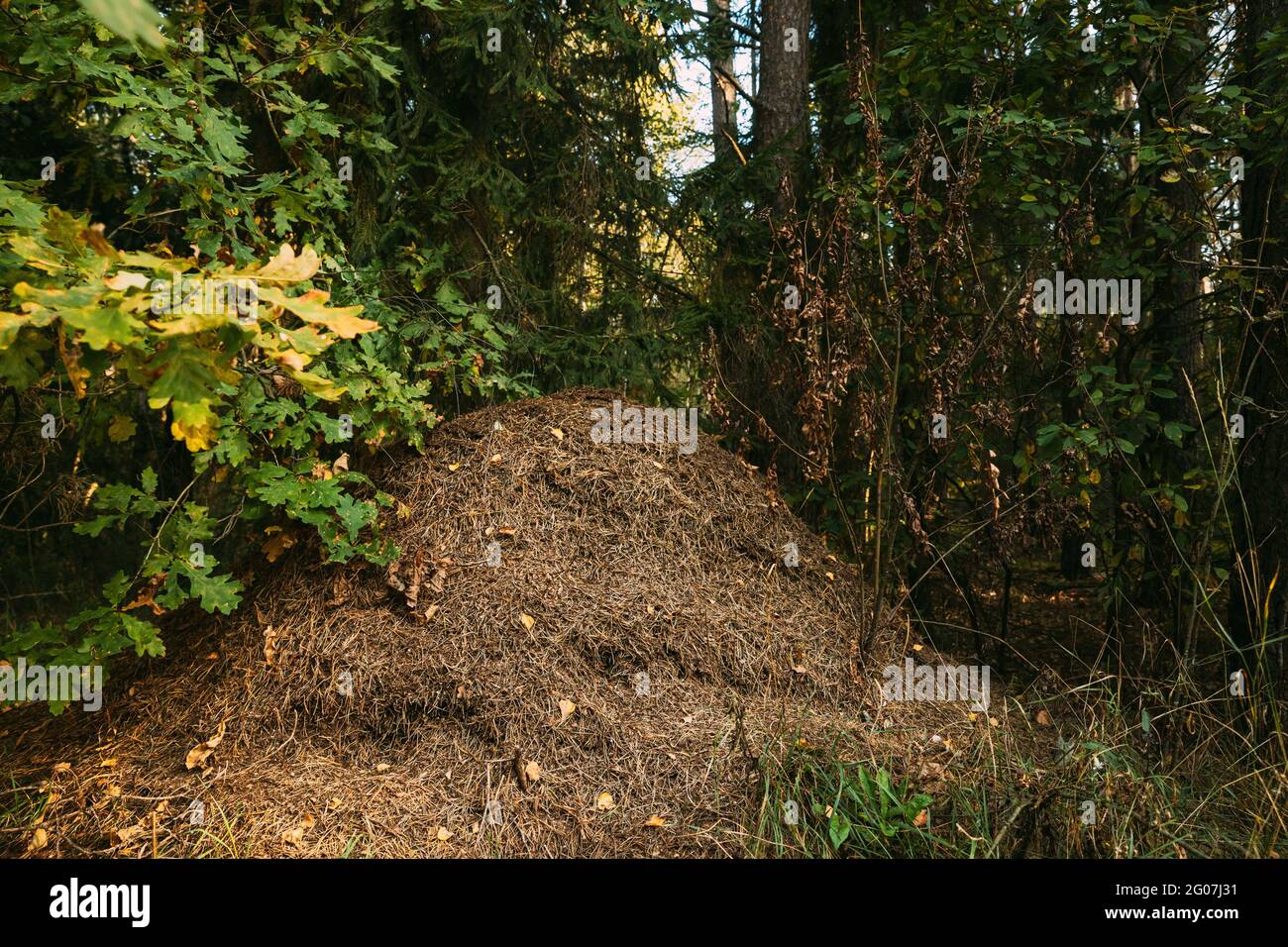 Red Forest Ants (Formica Rufa) in Anthill sotto Pine Tree. Red ANT Colony Foto Stock