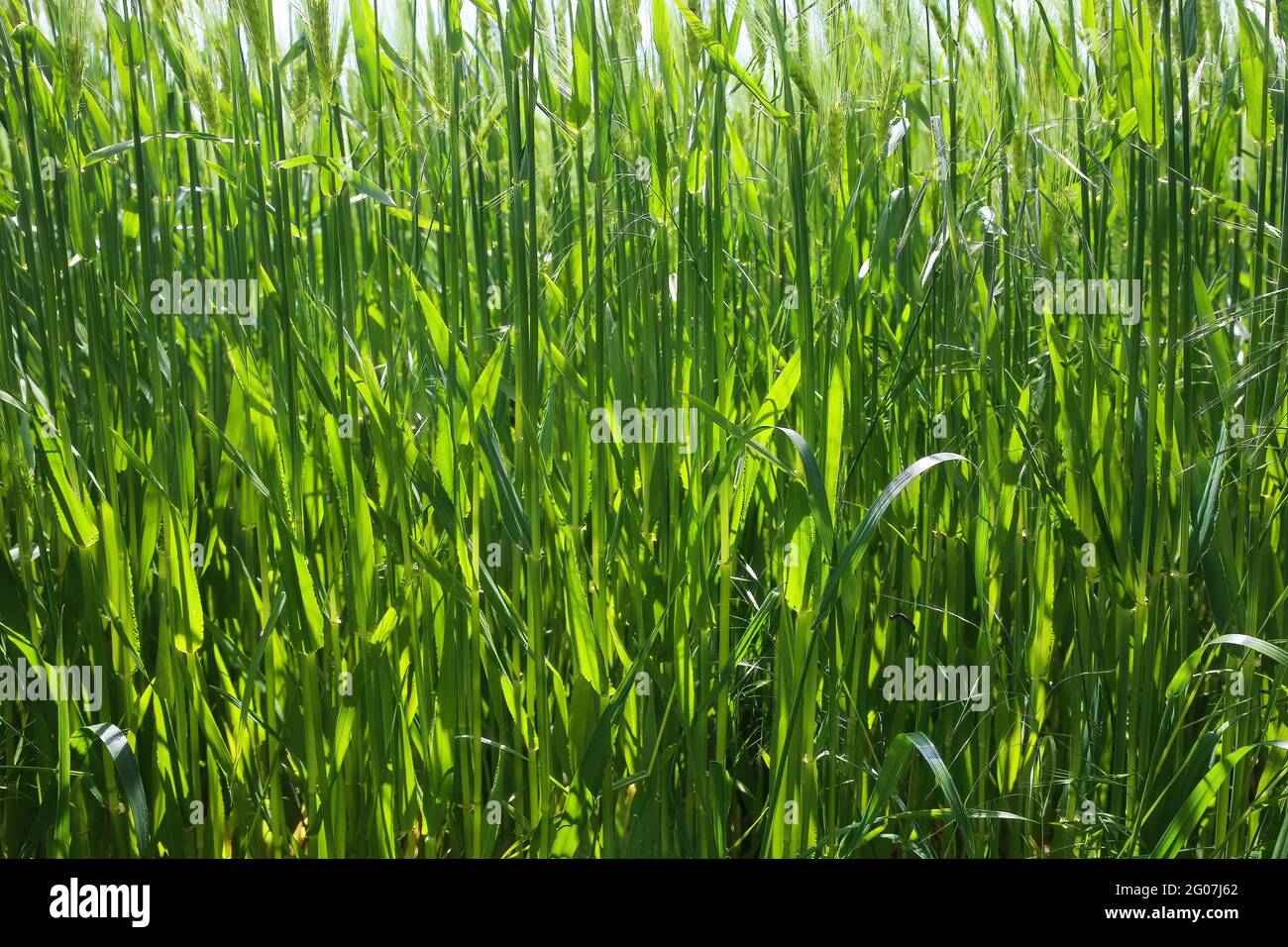 Pieno campo di closup di fram con grano tenero giovane verde (triticum aestivum), dettagli di foglie e luce luminosa di sole Foto Stock