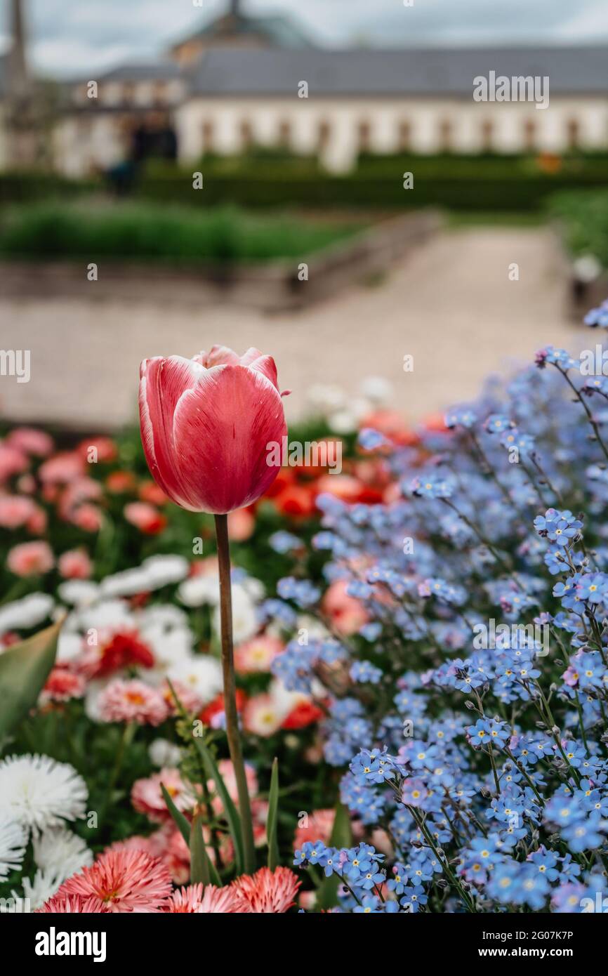 Kuks Hospital giardino con fiori colorati fioriti, Boemia orientale, repubblica Ceca. Perla di Barocco con Santa Trinità Church. Usato per essere molto popolare Foto Stock
