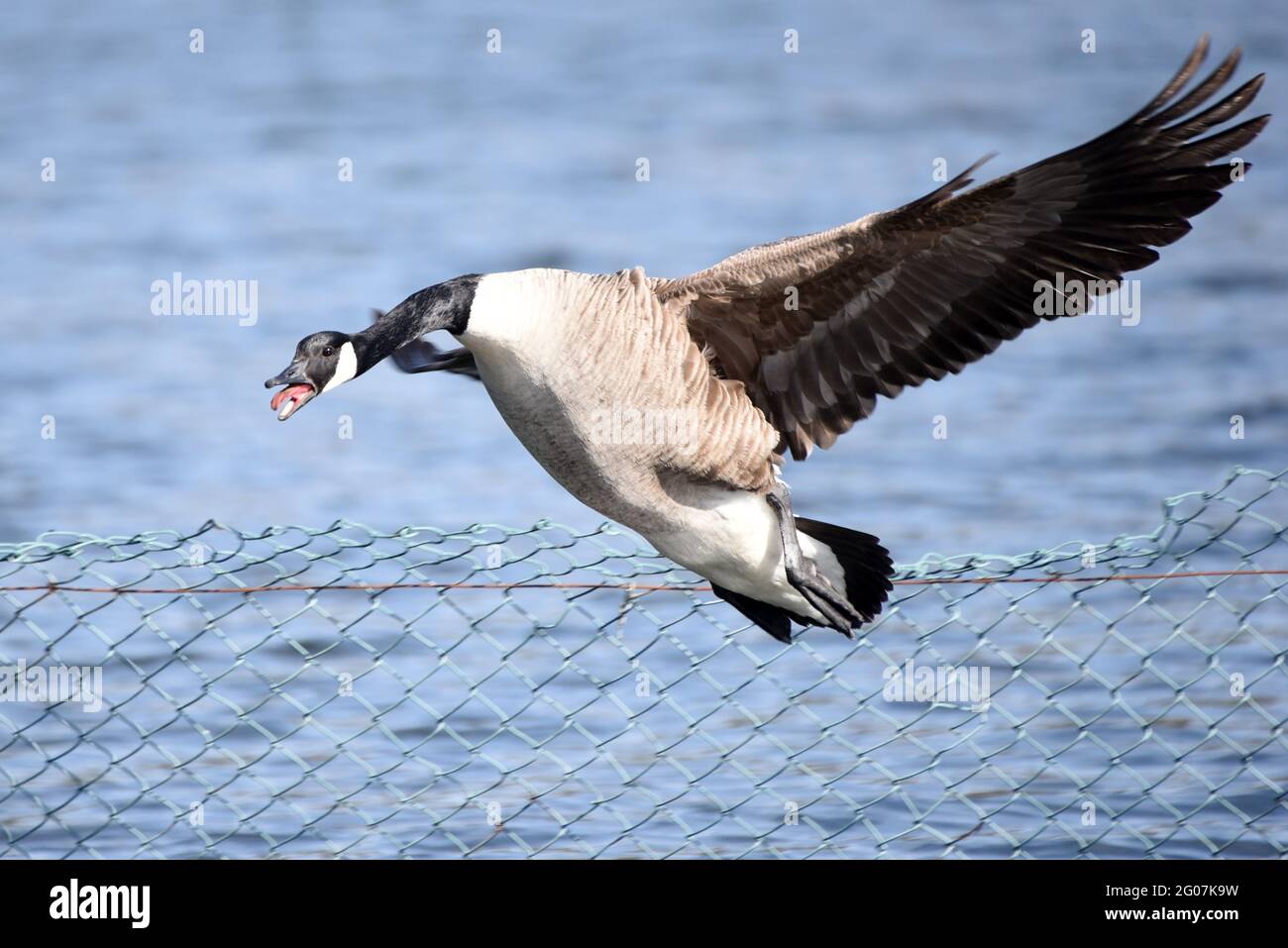 Un'oca che guarda arrabbiato al lago Mytchett lungo il bel canale di Basingstoke in Surrey Foto Stock